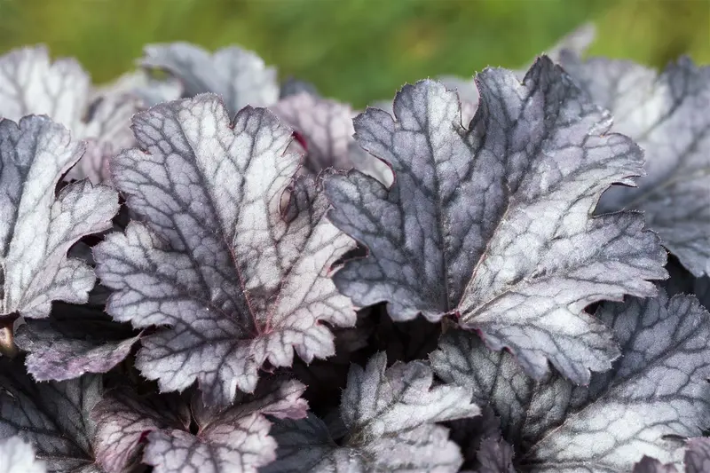 heuchera hybr. 'cinnabar silver'® P9 - afbeelding 4