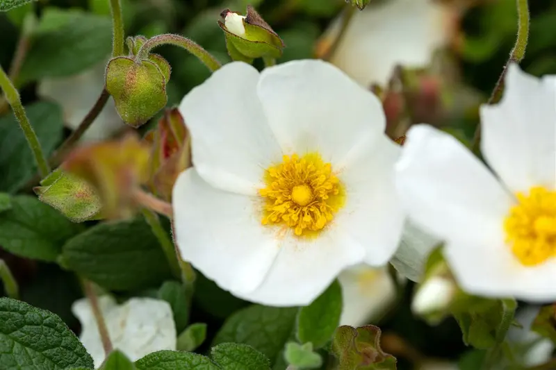 cistus obtusifolius (20- 25cm)