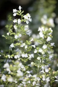 nepeta cataria 'citriodora' P9