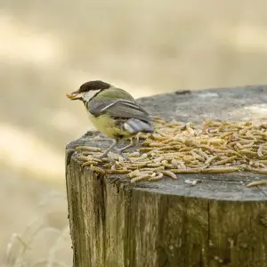 cj np meelwormen-0.05kg