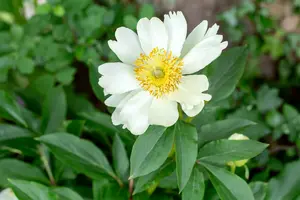 paeonia hybr. 'claire de lune' P9