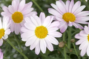 chrysanthemum (r) 'clara curtis' P11