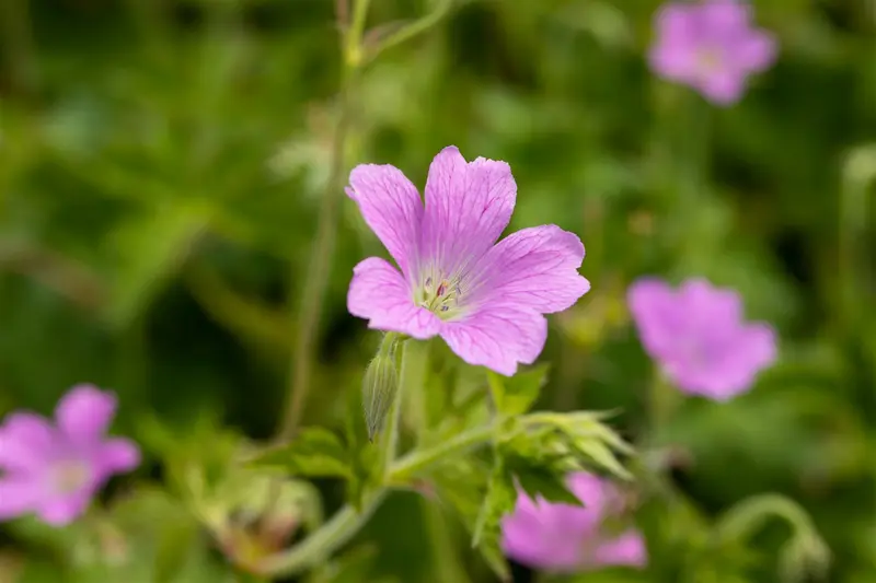 geranium oxon. 'claridge druce' P11