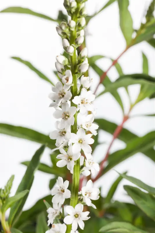 lysimachia clethroides P11 - afbeelding 2