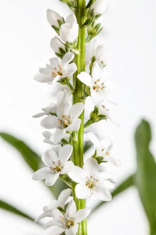 lysimachia clethroides P11 - afbeelding 3