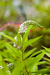 lysimachia clethroides P11 - afbeelding 5