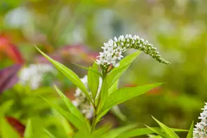 lysimachia clethroides P11 - afbeelding 4