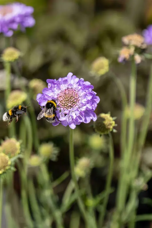 scabiosa cauc. 'clive greaves' P9