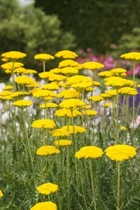 achillea filip. 'cloth of gold' P11