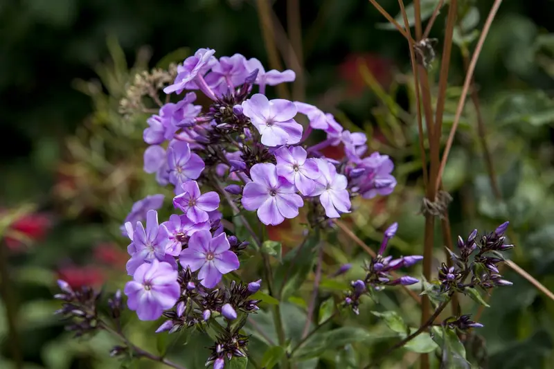 phlox divar. 'clouds of perfume' P9 - afbeelding 2