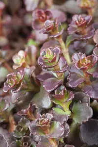 sedum spur. 'splendens' ( 'coccineum') P9