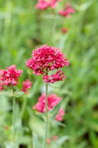 centranthus ruber 'coccineus' P11 - afbeelding 4