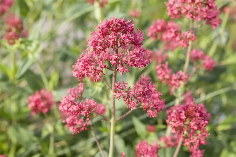 centranthus ruber 'coccineus' P11 - afbeelding 1