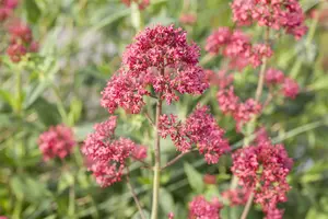 centranthus ruber 'coccineus' P11 - afbeelding 1