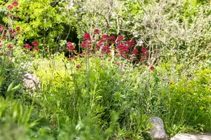 centranthus ruber 'coccineus' P11 - afbeelding 2