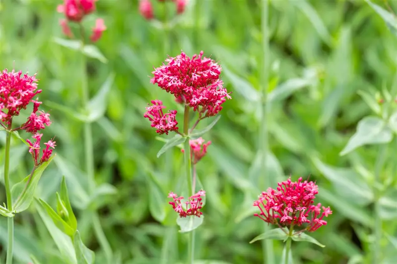 centranthus ruber 'coccineus' P11 - afbeelding 3