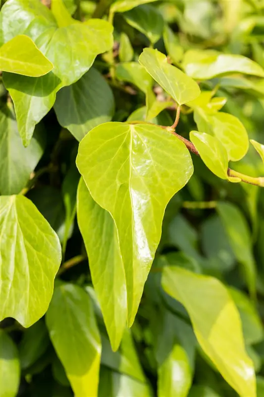 hedera colchica P9 - afbeelding 1