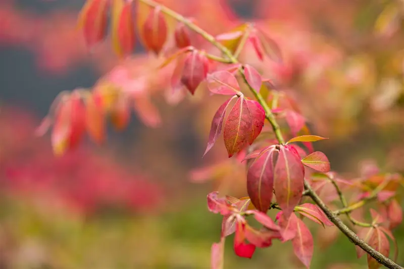 euonymus fort. 'coloratus' P9