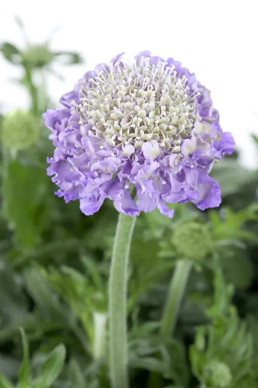 scabiosa columbaria P11 - afbeelding 1