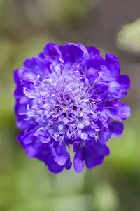 scabiosa columbaria P11 - afbeelding 2