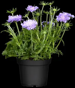 scabiosa columbaria P11 - afbeelding 3