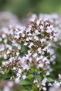 origanum vulg. 'compactum' P11 - afbeelding 4