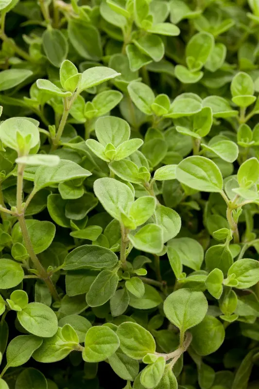 origanum vulg. 'compactum' P9 - afbeelding 1