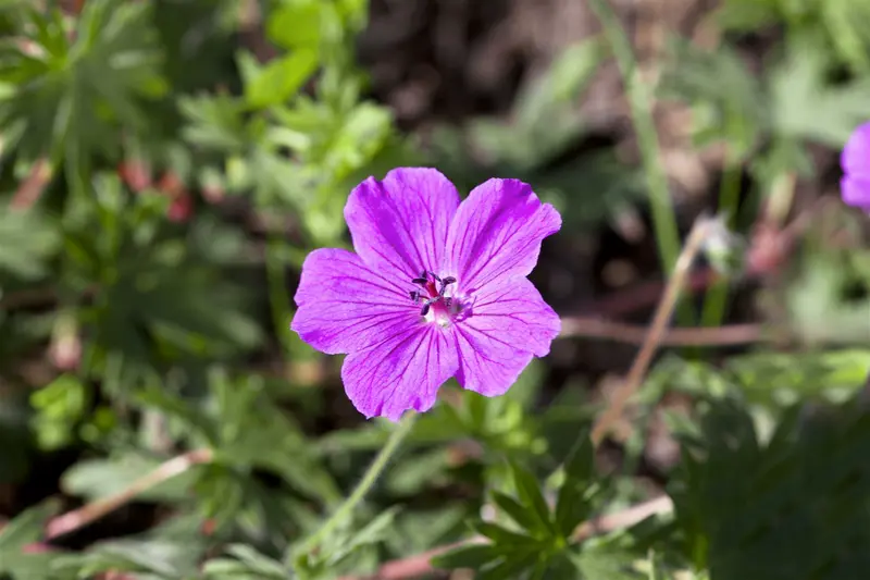 geranium sang. 'compactum' P9