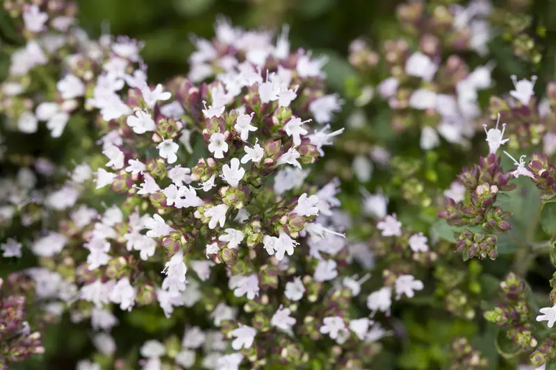 origanum vulg. 'compactum' P9 - afbeelding 3