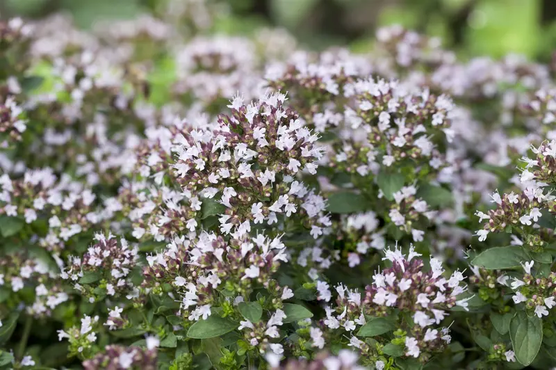 origanum vulg. 'compactum' P11 - afbeelding 5