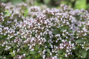 origanum vulg. 'compactum' P11 - afbeelding 5