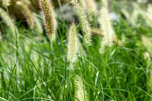 pennisetum alopecuroides (compressum) P9 - afbeelding 2