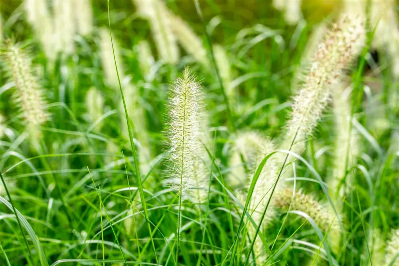 pennisetum alopecuroides (compressum) P9 - afbeelding 4