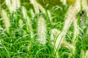 pennisetum alopecuroides (compressum) P9 - afbeelding 4