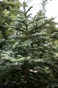 abies concolor (100-125 cm) - afbeelding 1