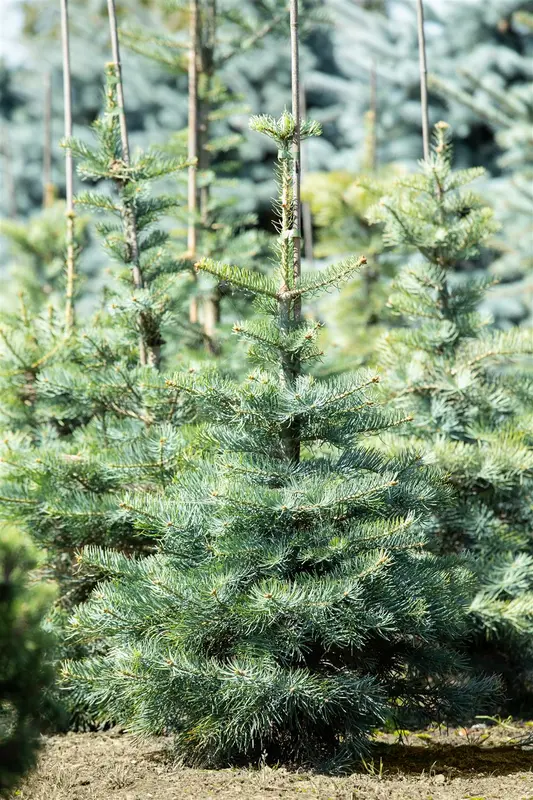 abies concolor (125-150 cm) - afbeelding 2