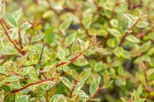 abelia grand. 'confetti'® ('conti'®) (25- 30cm) - afbeelding 2