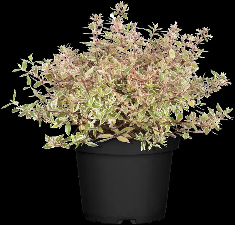 abelia grand. 'confetti'® ('conti'®) (25- 30cm) - afbeelding 1