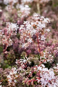 sedum album 'coral carpet' P11 - afbeelding 1