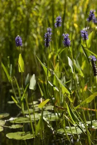 pontederia cordata P9 - afbeelding 2