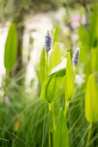 pontederia cordata P9 - afbeelding 4