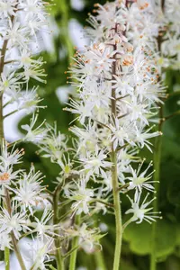 tiarella cordifolia P9 - afbeelding 1