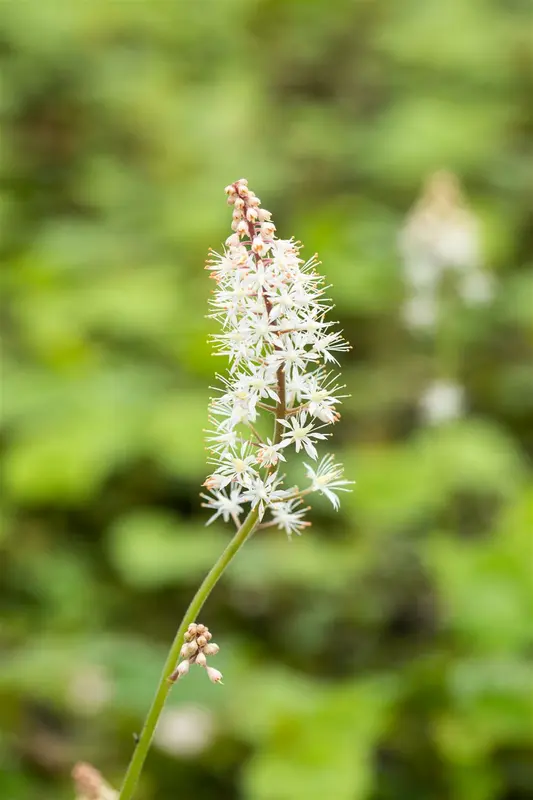 tiarella cordifolia P9 - afbeelding 4