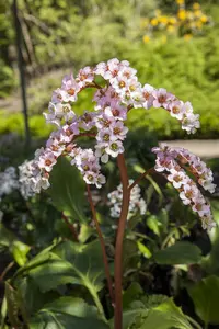 bergenia cordifolia P11 - afbeelding 5