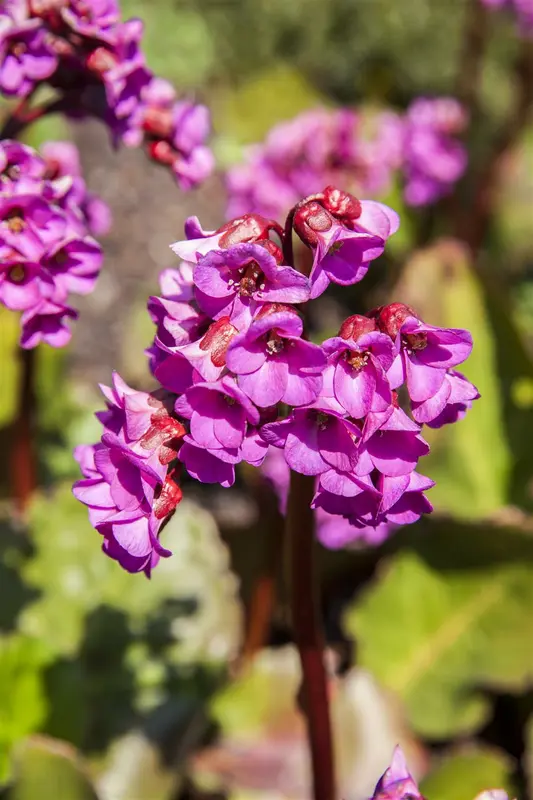 bergenia cordifolia P10.5 - afbeelding 4