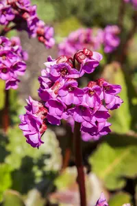 bergenia cordifolia P9 - afbeelding 4