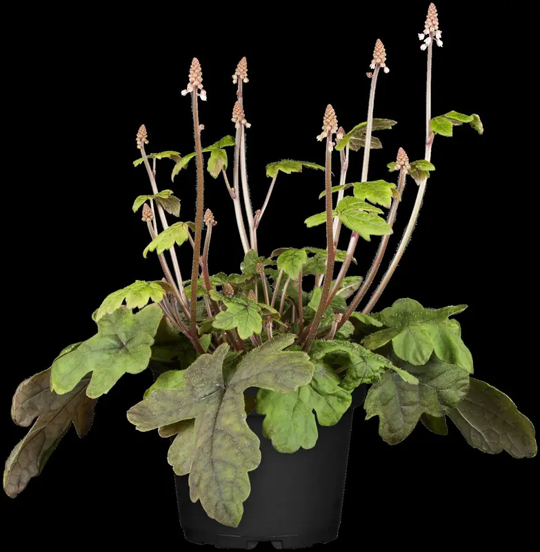 tiarella cordifolia P9 - afbeelding 3