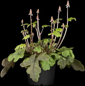 tiarella cordifolia P9 - afbeelding 3