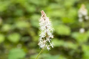 tiarella cordifolia P9 - afbeelding 5