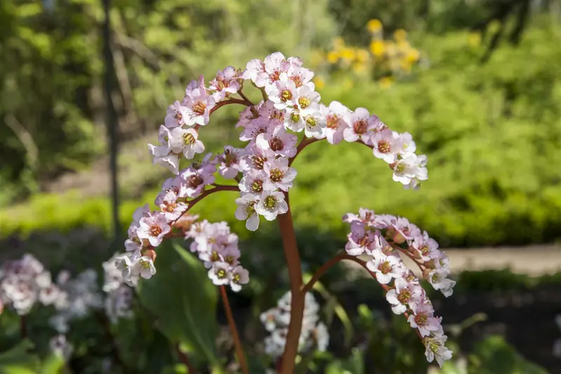 bergenia cordifolia P11 - afbeelding 3